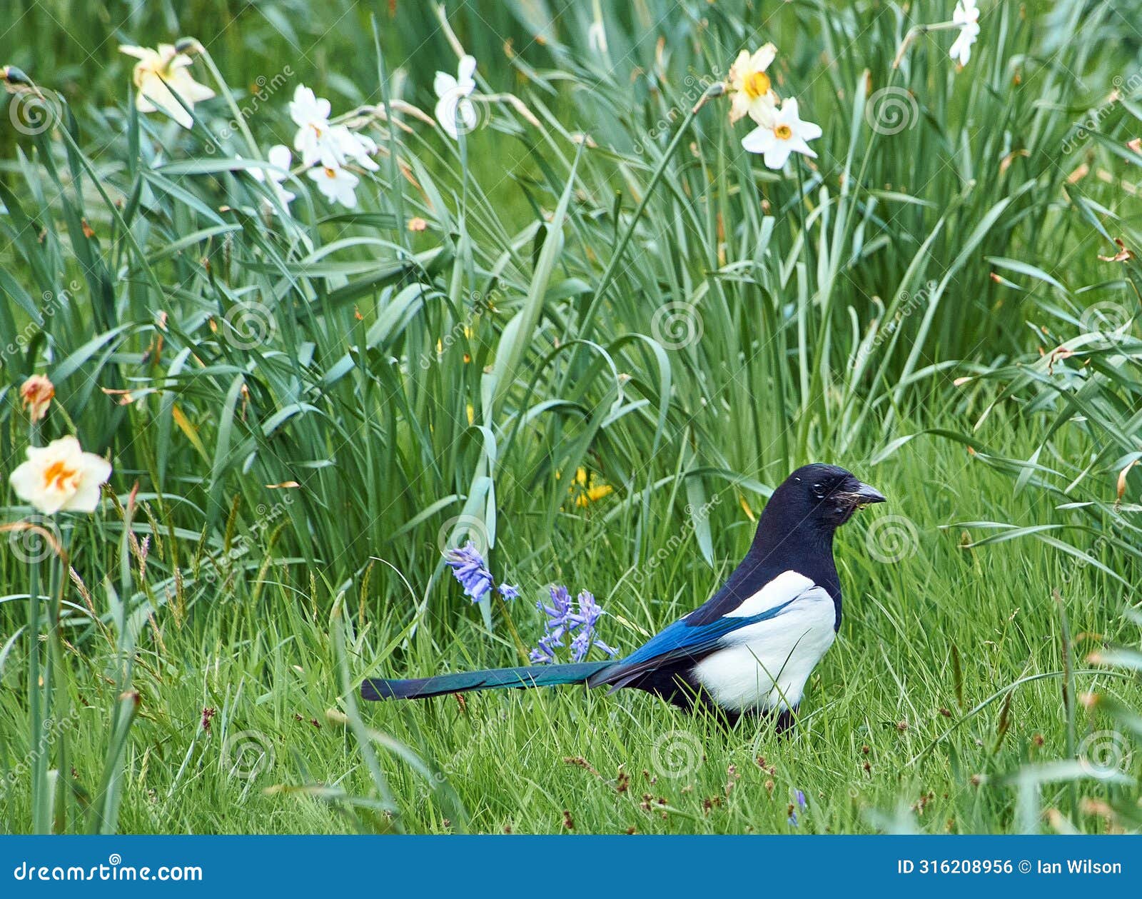 magpie in a field with daffodils - blue plumage