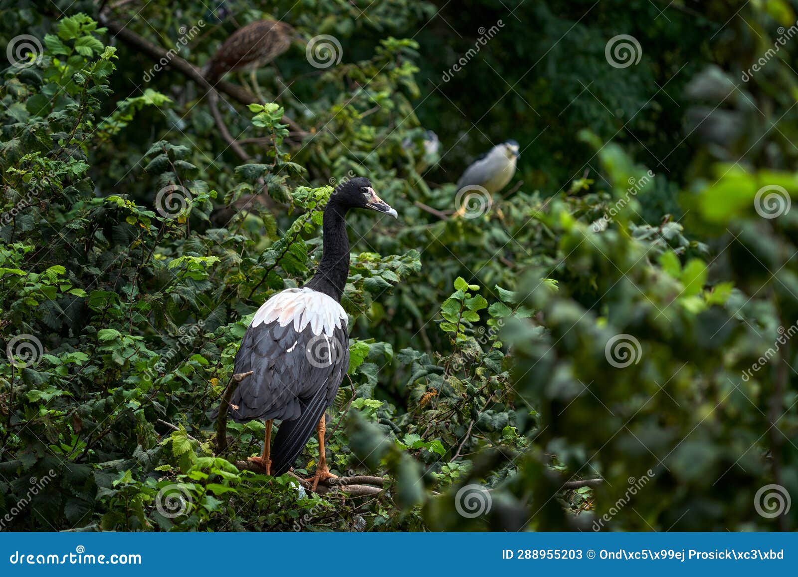 magpie goose, anseranas semipalmata, big black and white bird from australia. magpie goose in on the tree in the nature habitat,