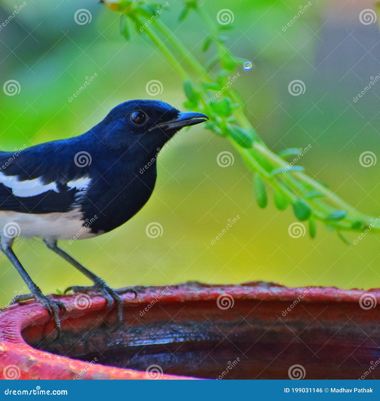 Magpie Robins Drinking Water Stock Photo Image of yellow, beak 199031146
