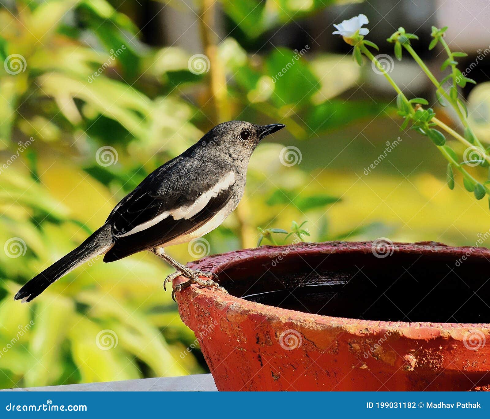 Magpie Robins Drinking Water Stock Photo Image of drinking, branch