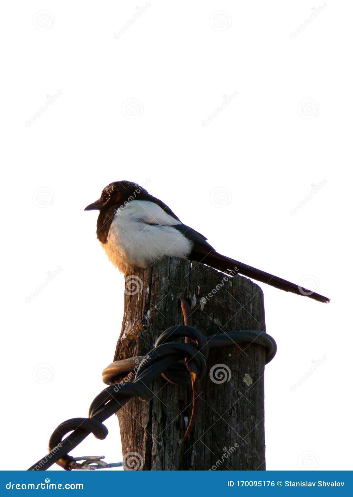 A Magpie is Sitting on a Pole. Stock Photo - Image of crow, beak: 170095176 A Magpie is Sitting on a Pole. Stock Photo - Image of crow, beak: 170095176
