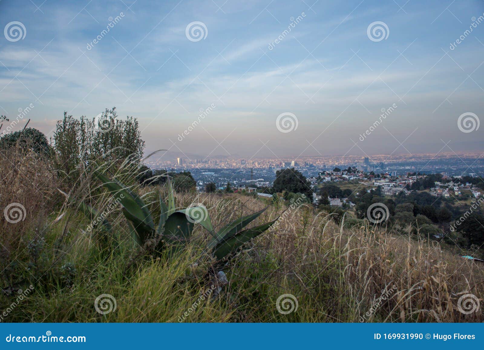 maguey with bushes and city background