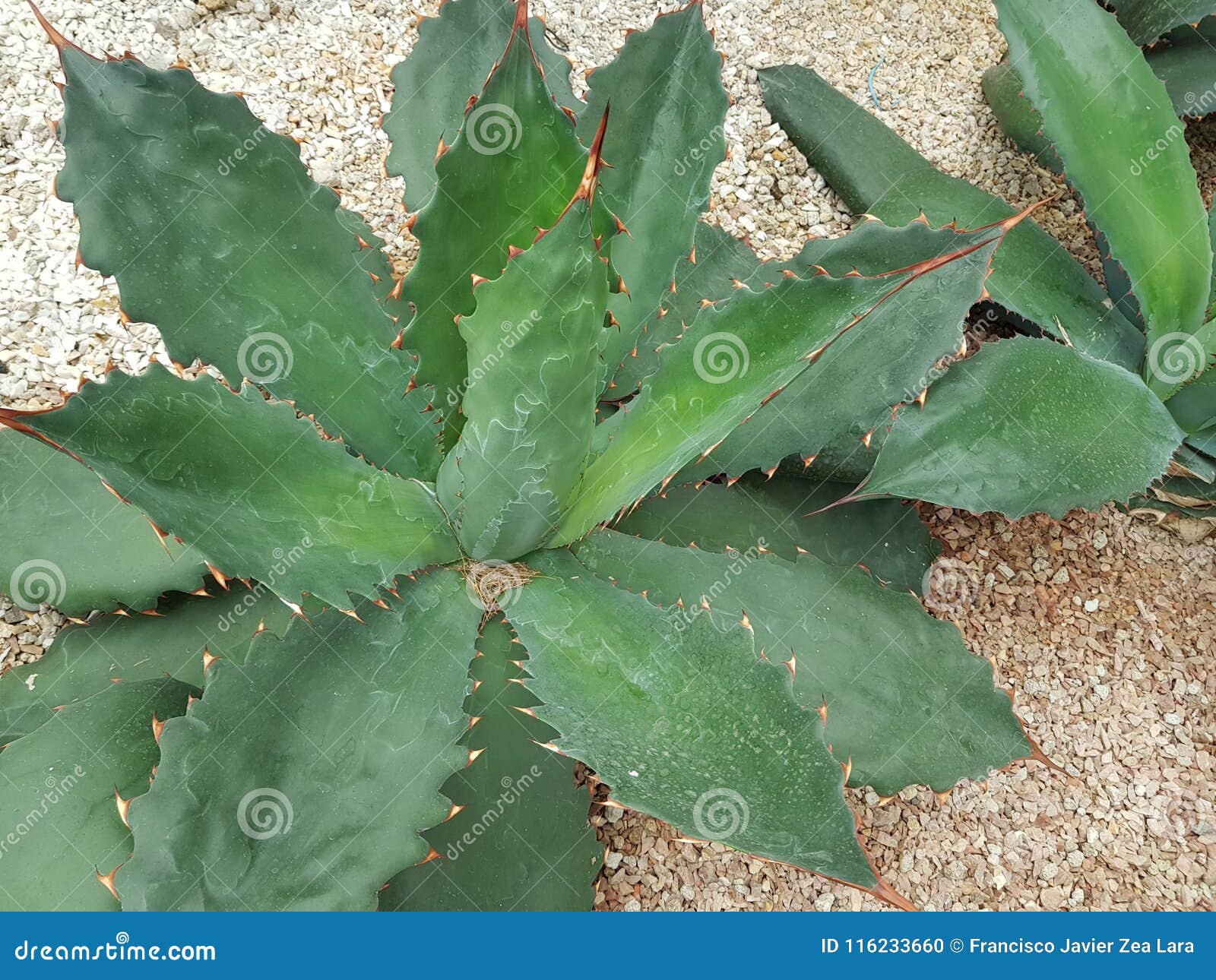Maguey Papalos in Einem Botanischen Garten Stockfoto Bild von frech