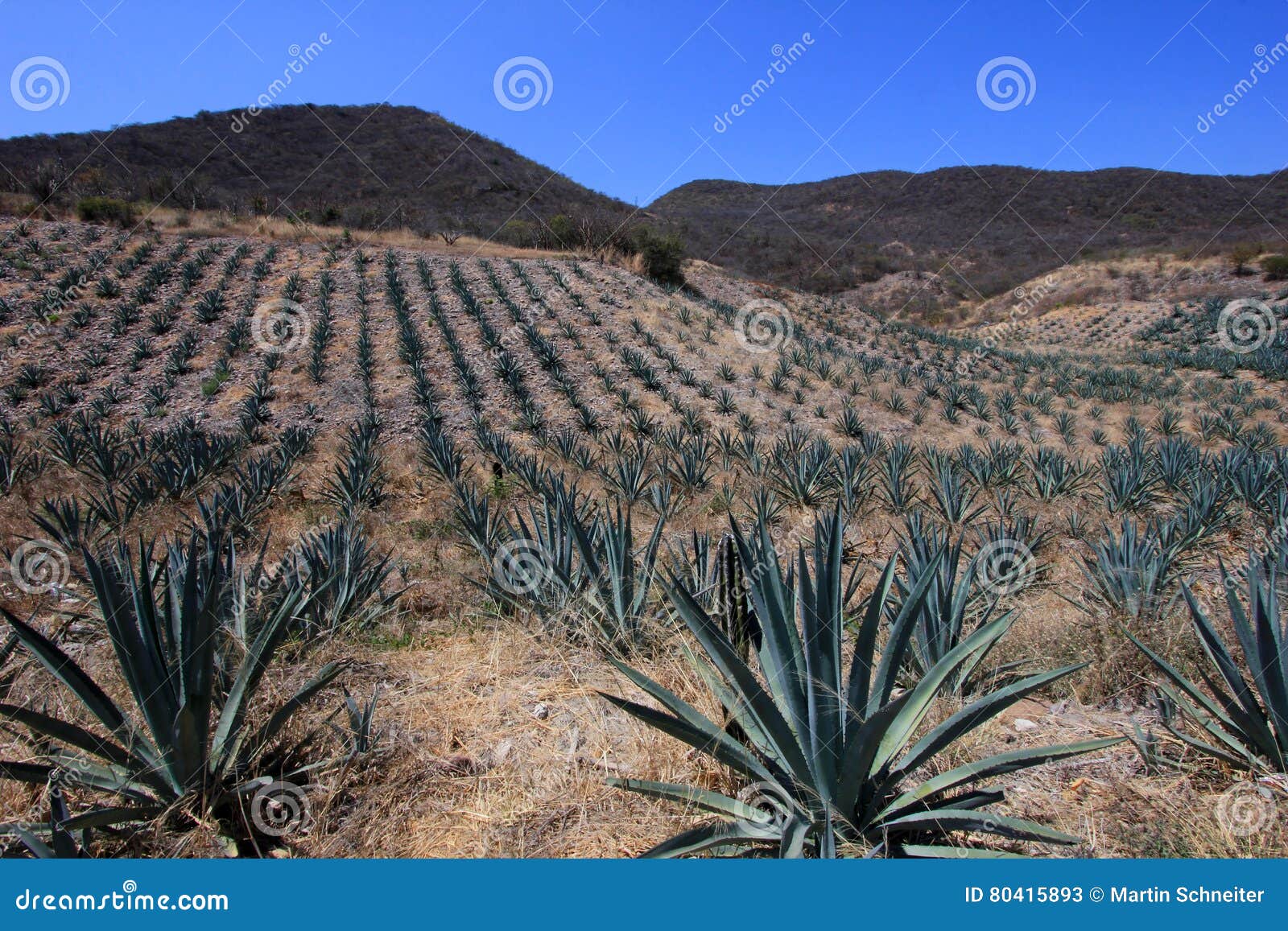 maguey plants field to produce mezcal, mexico