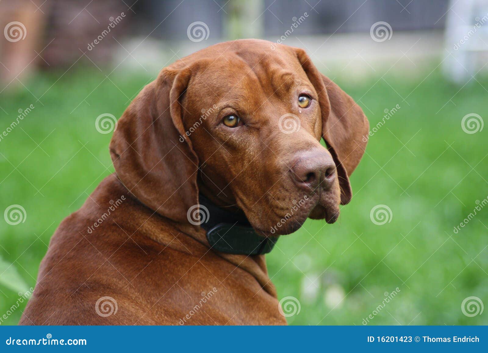 pædagog Vågn op sort Magyar Vizsla Hund stockbild. Bild von hund, säugetier - 16201423