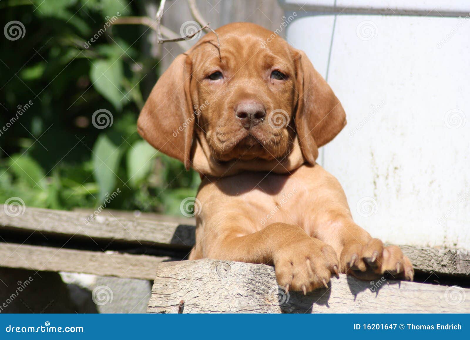 Magyar Vizsla Puppy Royalty Free Stock Photography - Image ...