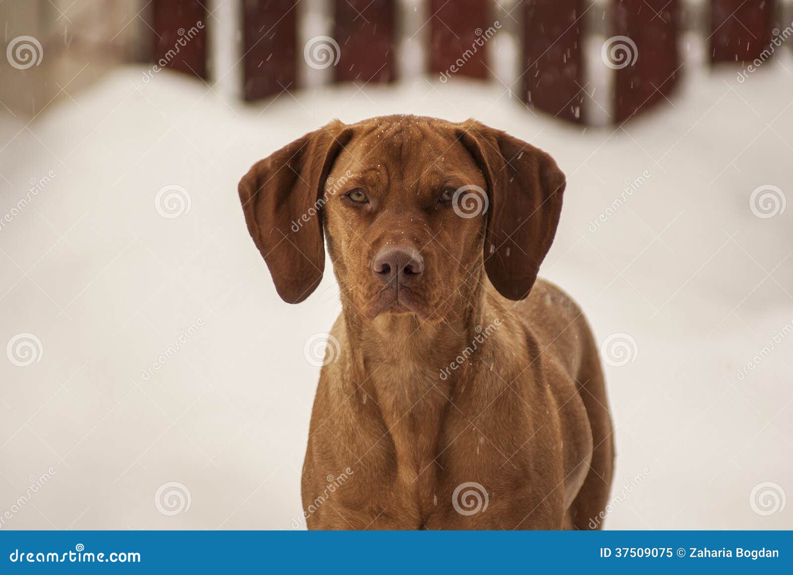 Magyar Vizsla in winter stock image. Image of outdoors 37509075