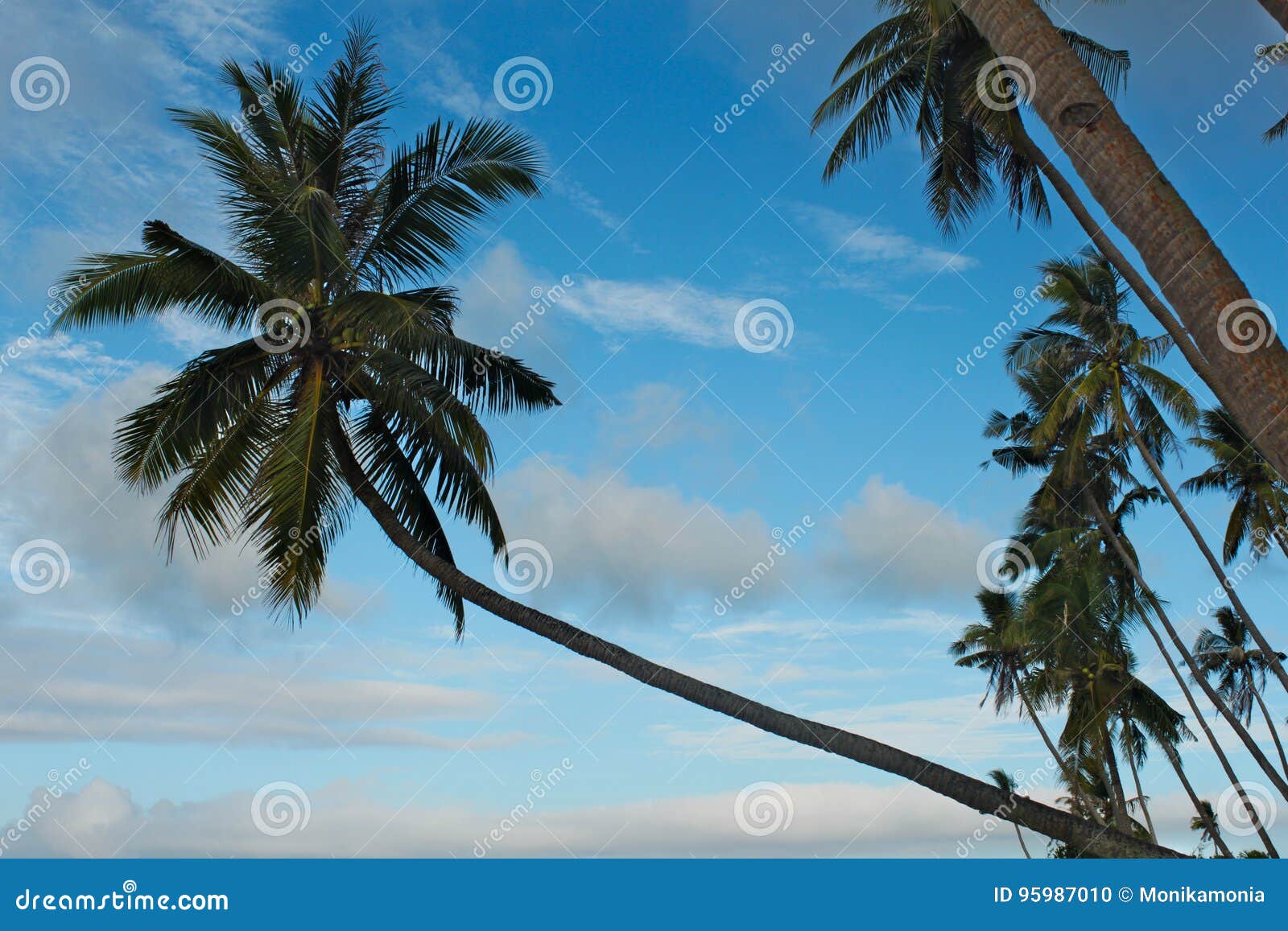 Single twisted palm tree. stock photo. Image of exotic - 95987010