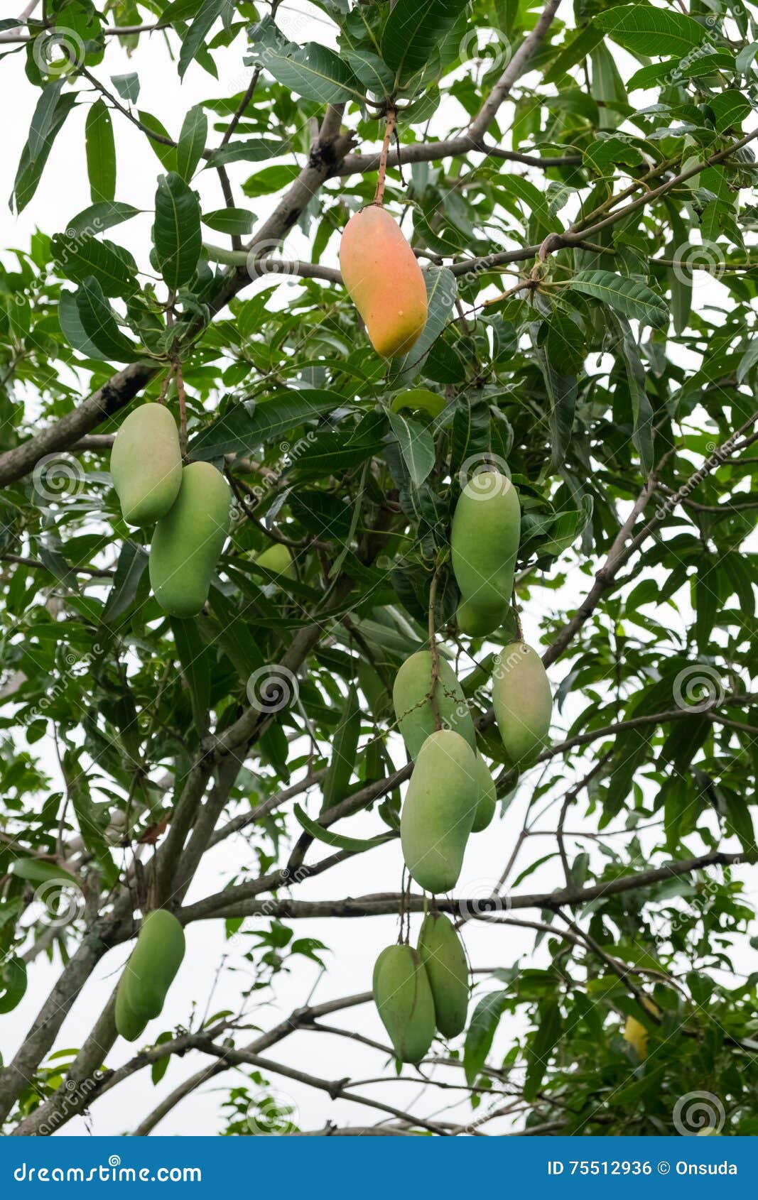 Mahachanok mango orchard stock photo. Image of tree, dessert 75512936