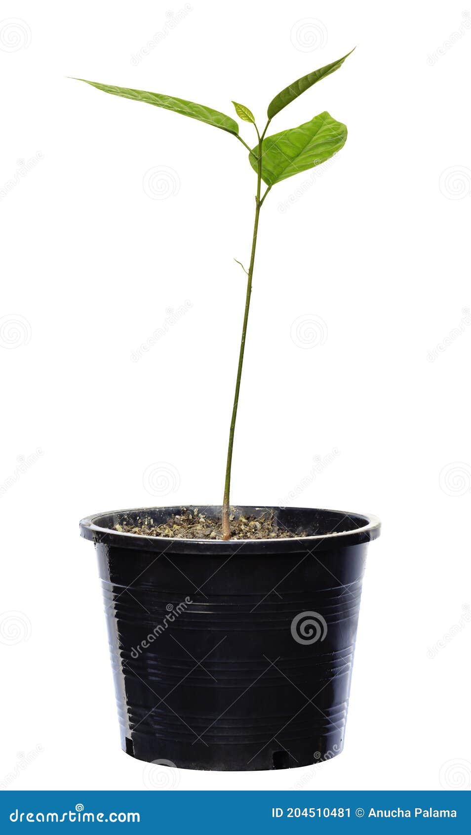 Mahogany Seedlings Photos Free & RoyaltyFree Stock Photos from