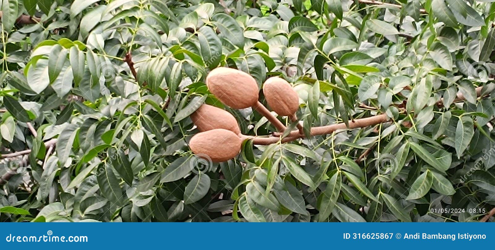 mahogany trees are obtained from the active ingredients contained in mahogany seeds such as flavonoids