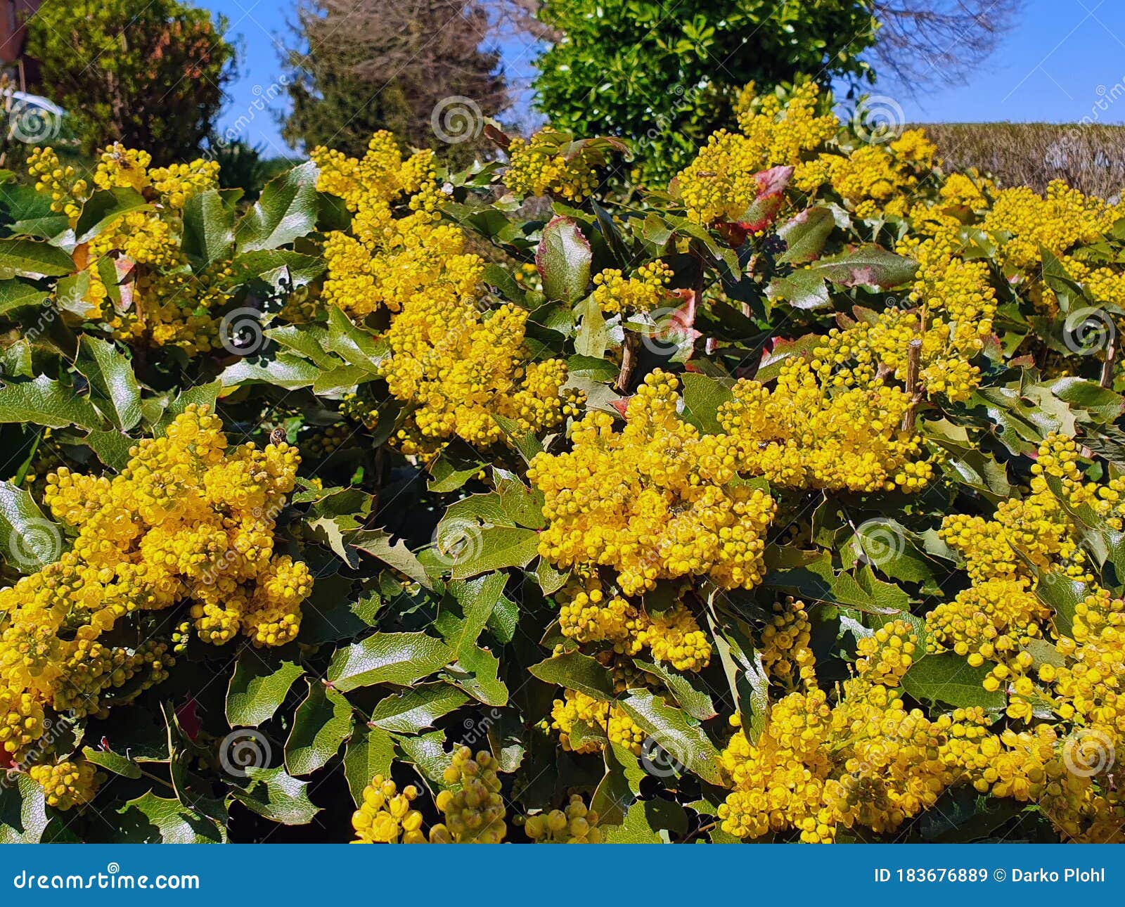 mahonia aquifolium or the oregon grape