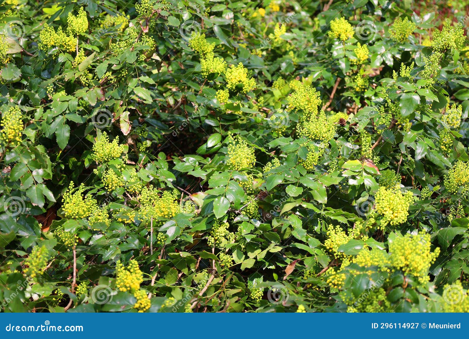 mahonia repens or creeping mahonia, creeping oregon grape