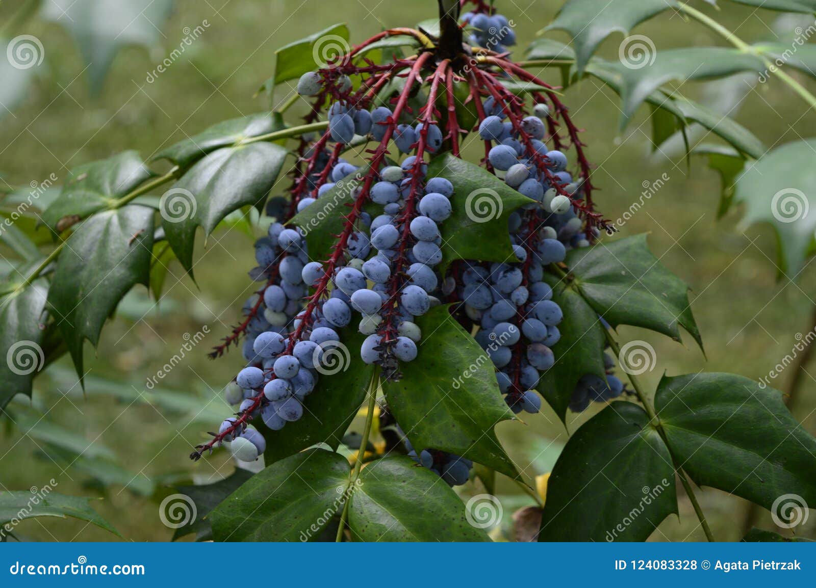 Drzewa z małymi niebieskimi owocami