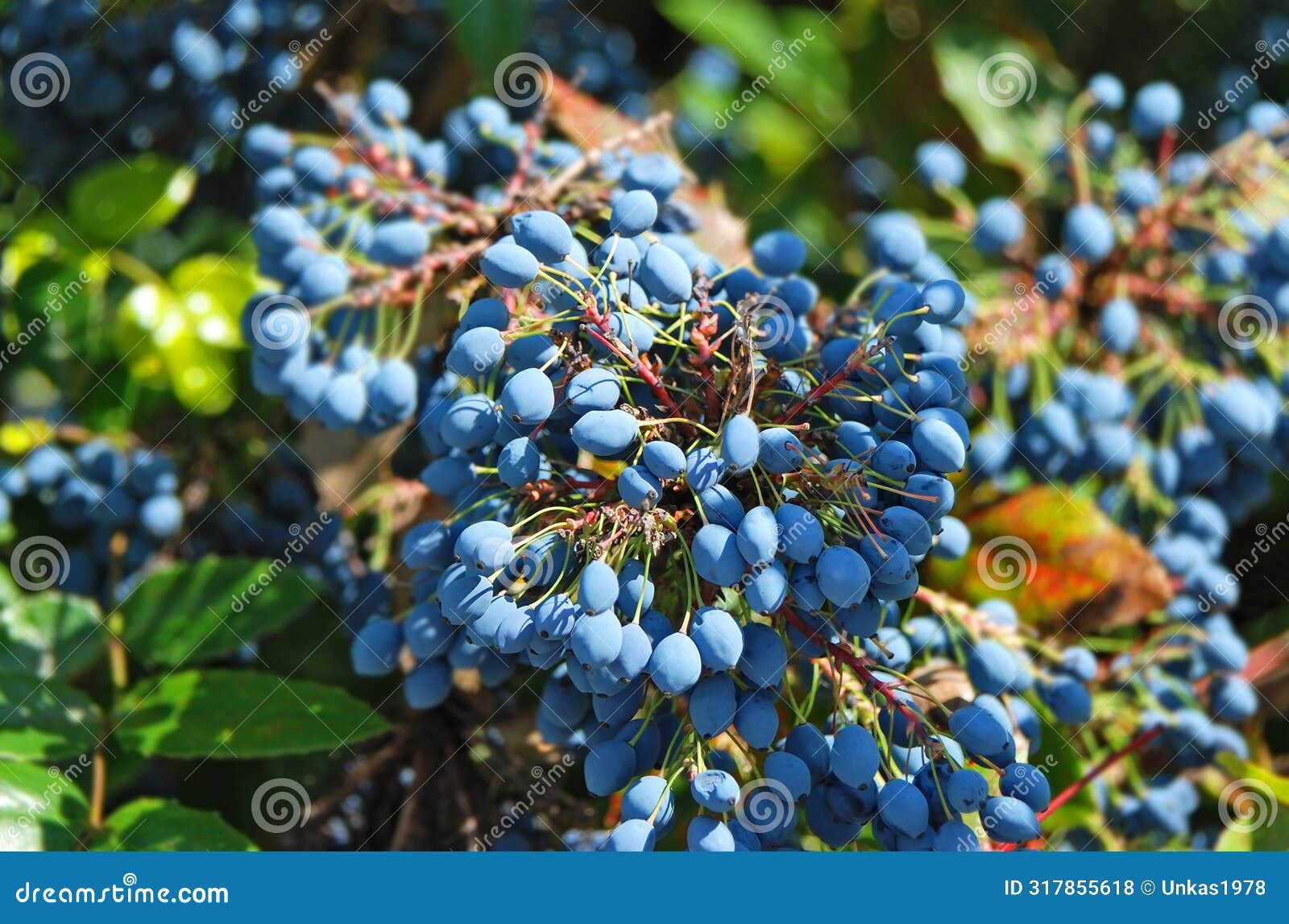 mahonia tree with berries