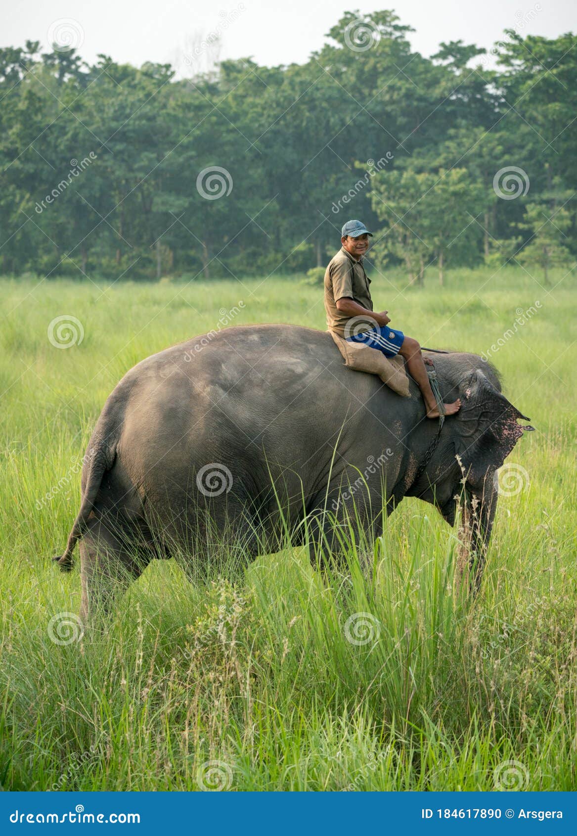 Mahout Or Elephant Rider Riding A Female Elephant Editorial Image Image Of Forest Keeper