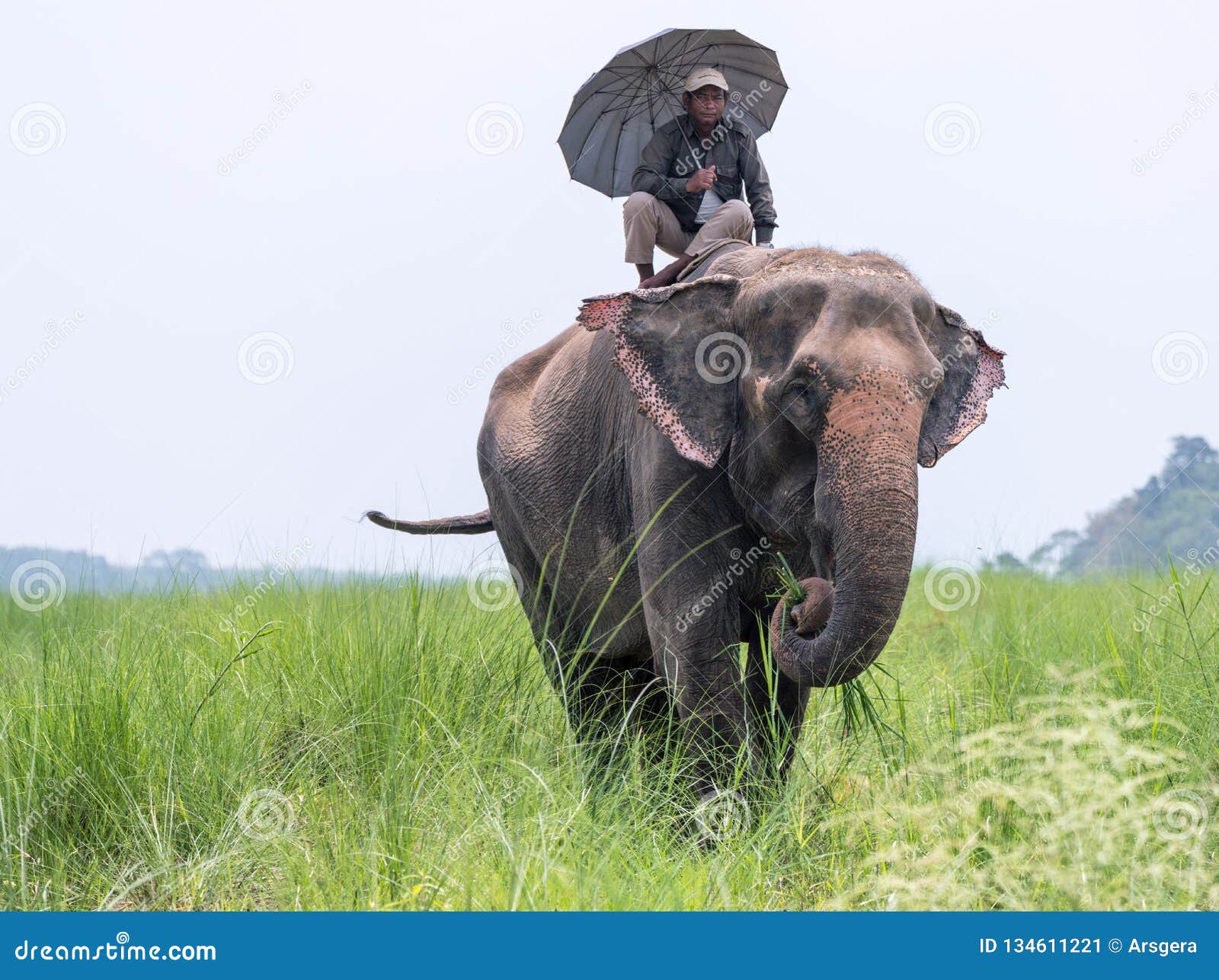 Mahout Or Elephant Rider With Umbrella Riding A Female Elephant Editorial Photo Image Of Ivory Elephant