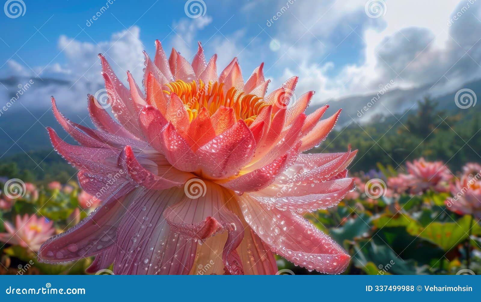 mai anh dao is vietnamese name of a one-of-a-kind flower in da lat which blooms
