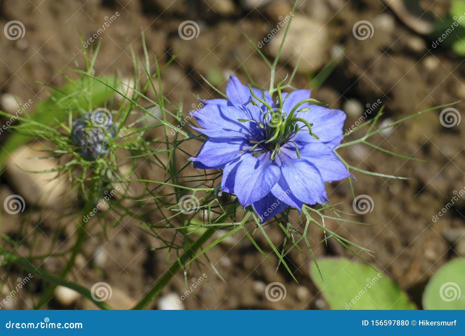 maid in the green, black cumin with blue blossom