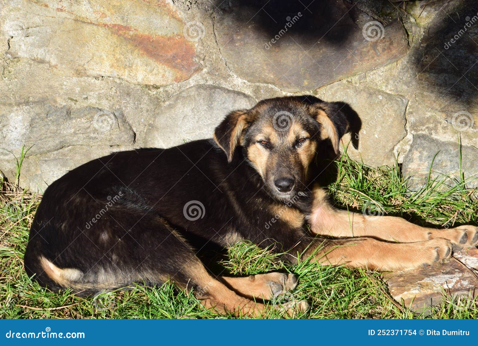 Maidan dog in Romania 135 stock photo. Image of romania - 252371754