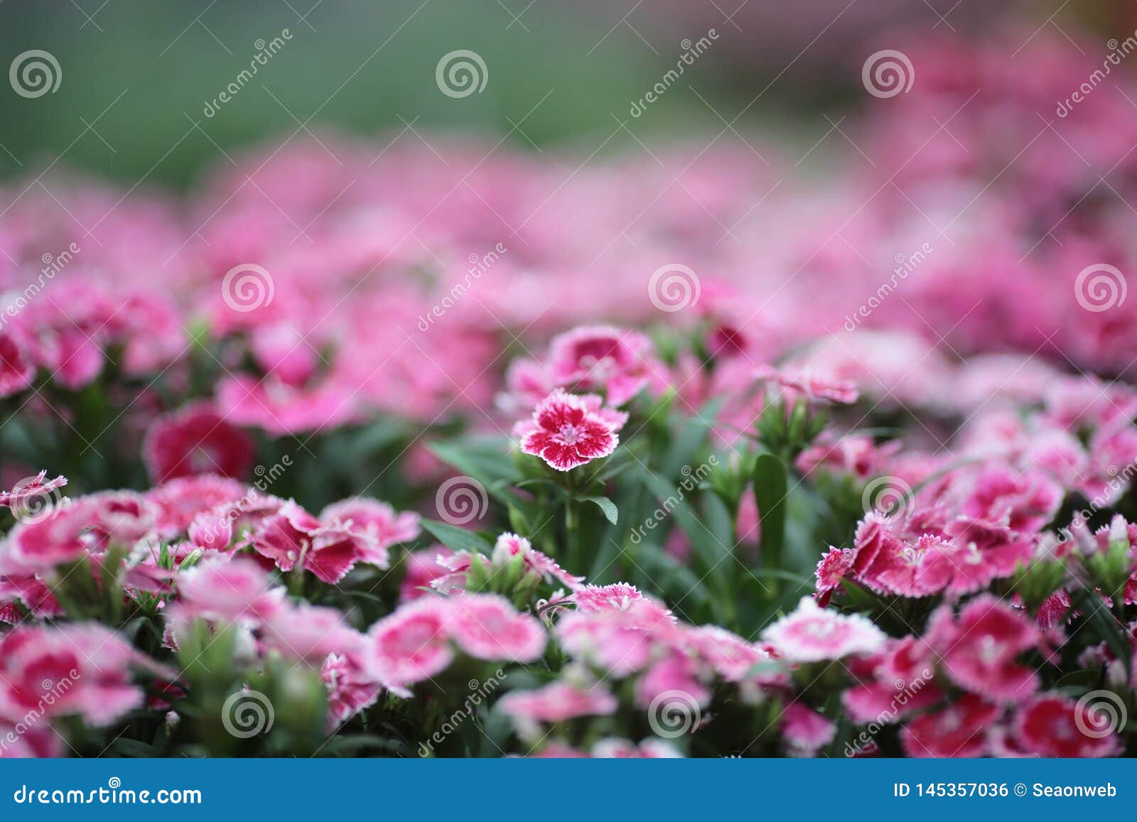 Maiden Pink Flashing Lights Dianthus Deltoides Flashing Stock Photo - Image of flower, 145357036