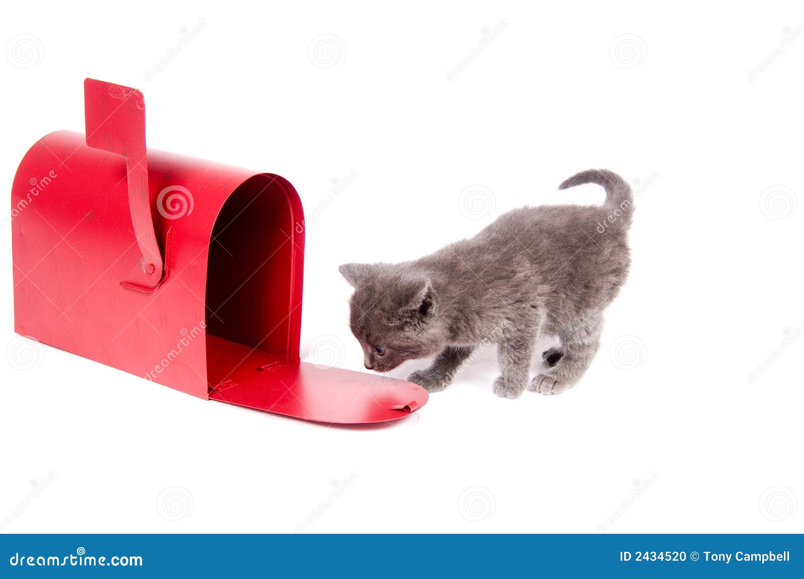 Mail order kitten stock photo. Image of ears, newborn 2434520