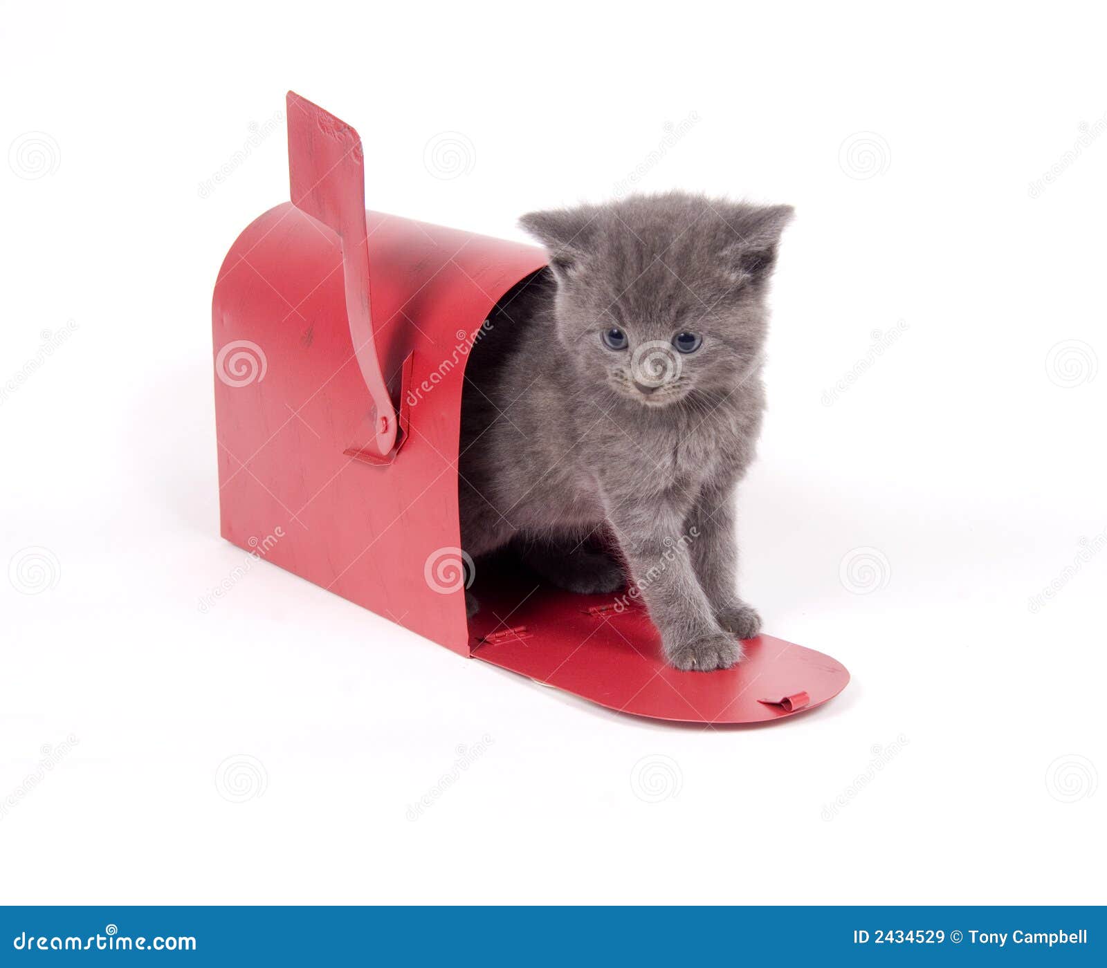 Mail order kitten stock image. Image of kitten, ears, package 2434529