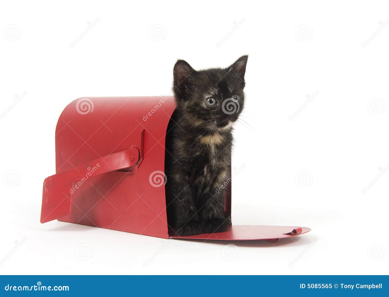 Mail order kitten stock image. Image of mailbox, postage 5085565