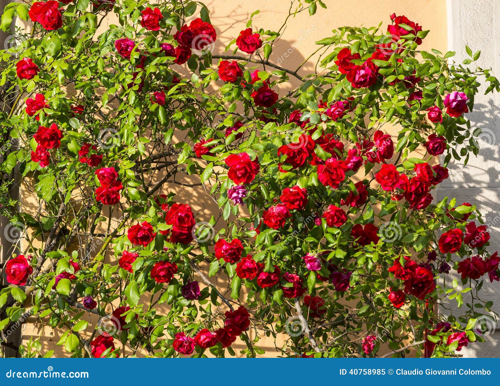 Mailand, Balkon Mit Roten Rosen Stockbild Bild von städtisch, haupt