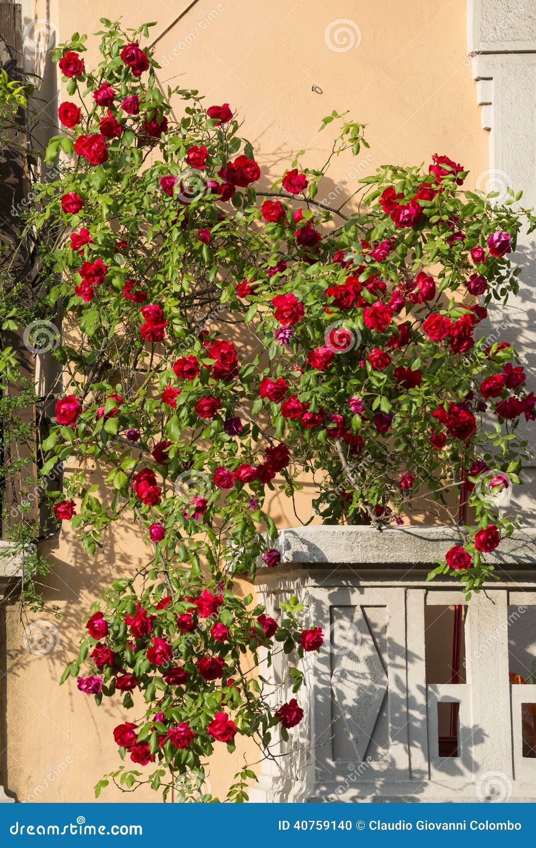 Mailand, Balkon Mit Roten Rosen Stockfoto Bild von italienisch