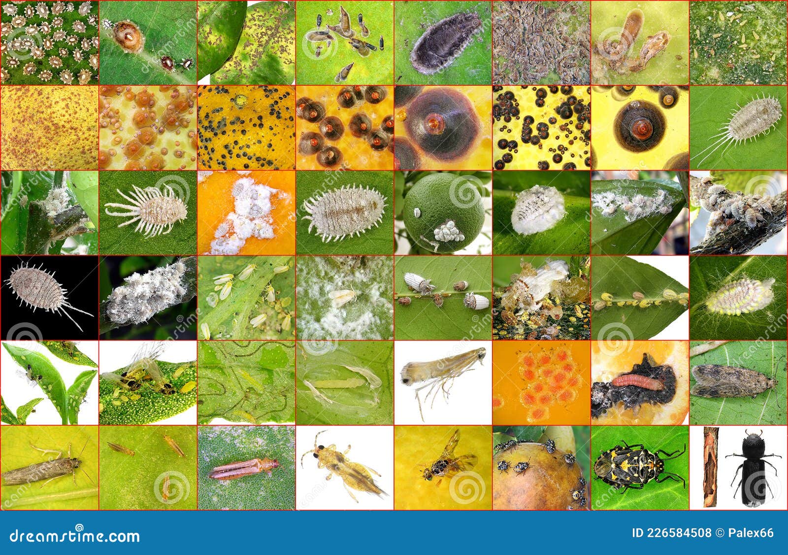 main citrus insect pests