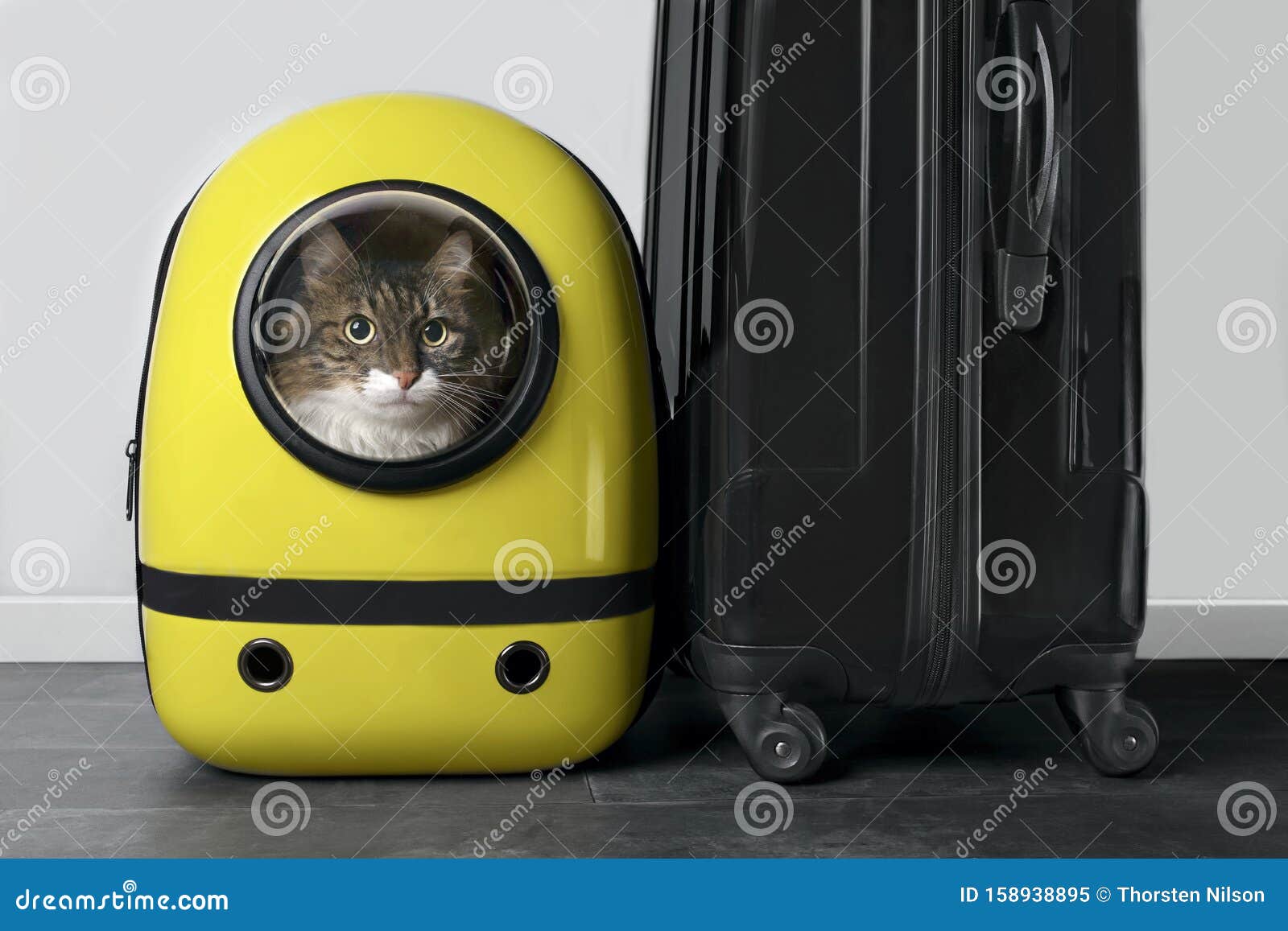 cat pod backpack