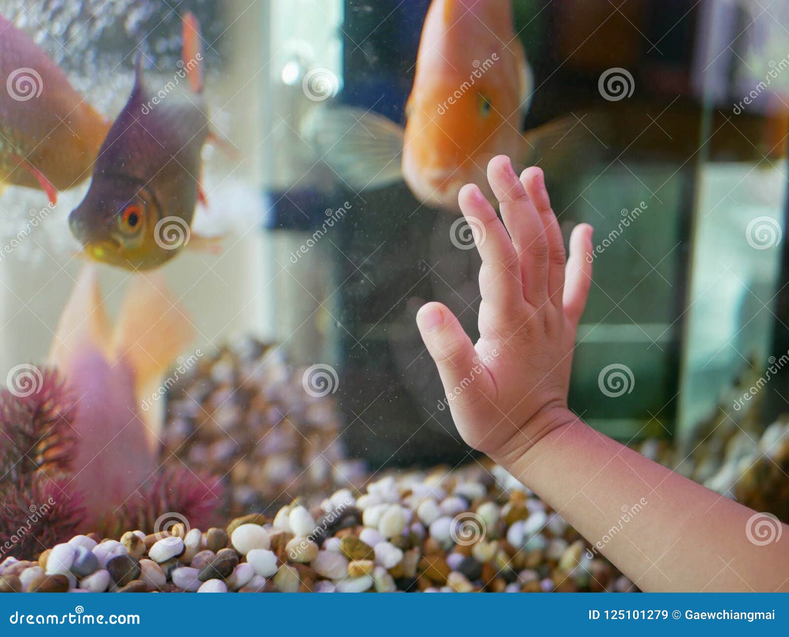 Main Curieuse Du ` S De Bébé Essayant De Toucher Des Poissons Dans