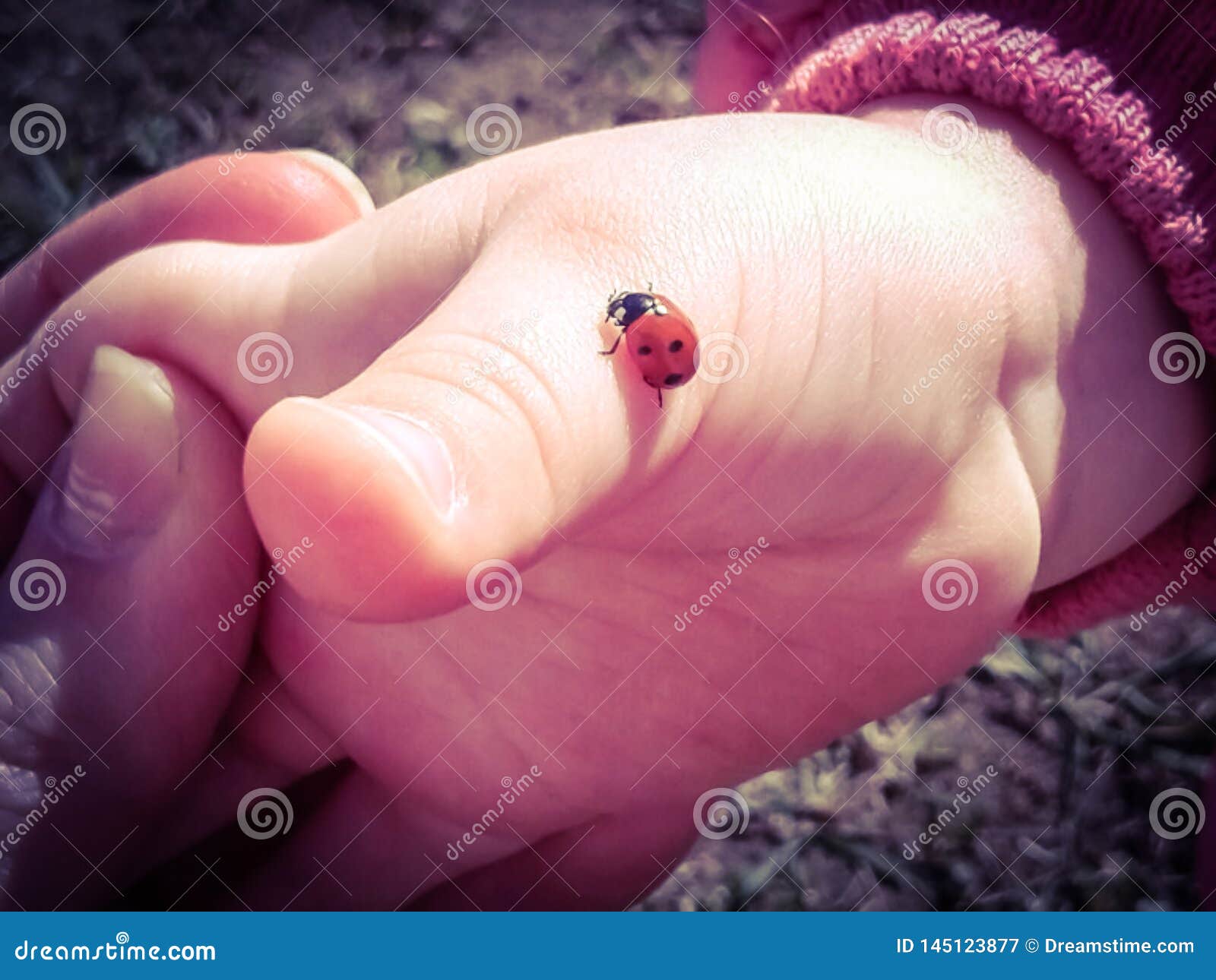 Main Et Coccinelle De Bebe Rampant Image Stock Image Du Enfant Bonjour