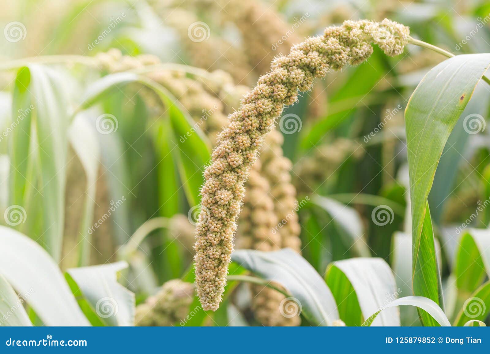 Millet Planted in the Fields Stock Photo Image of harvest, field