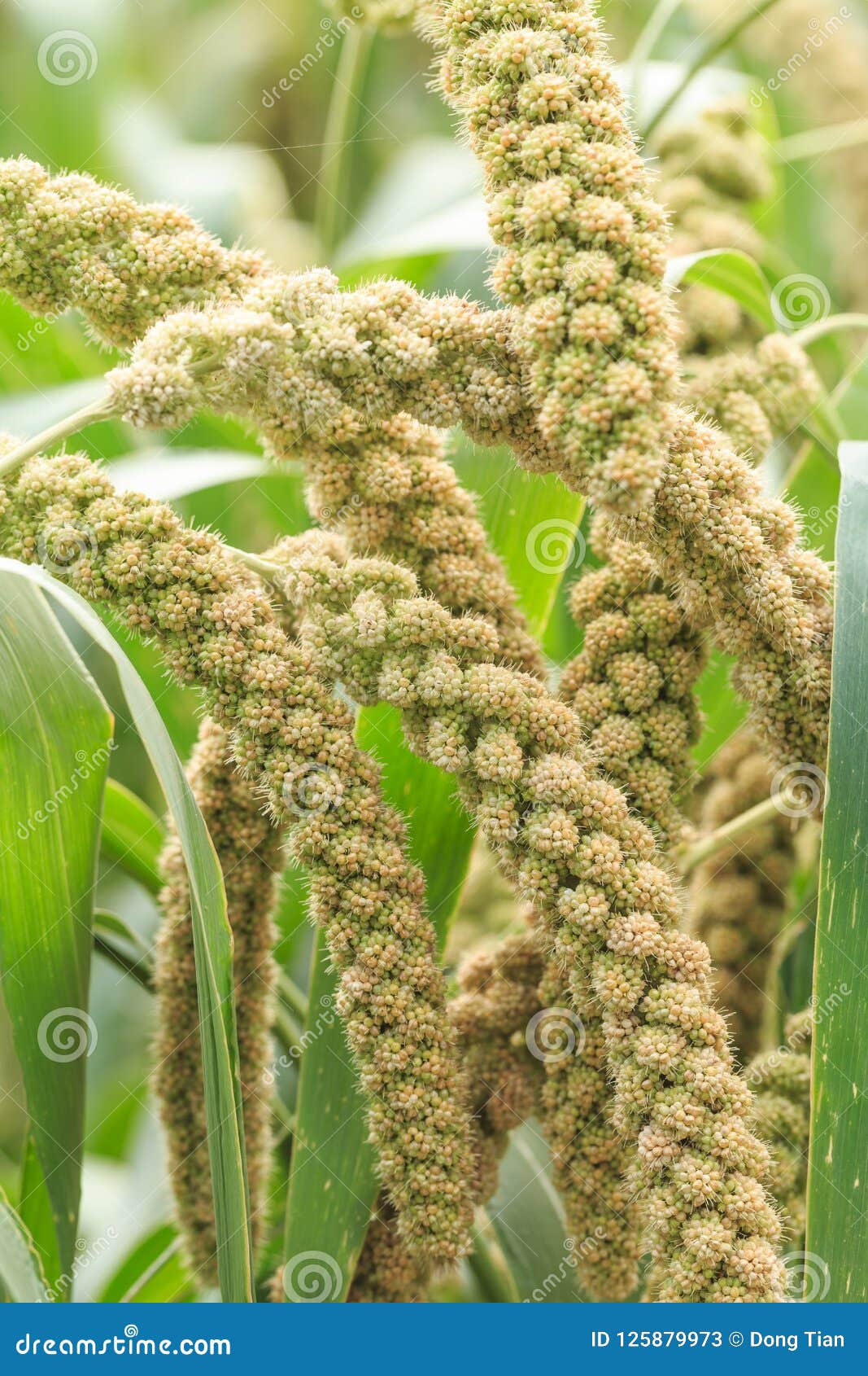 Millet Planted in the Fields Stock Image Image of features, food 125879973