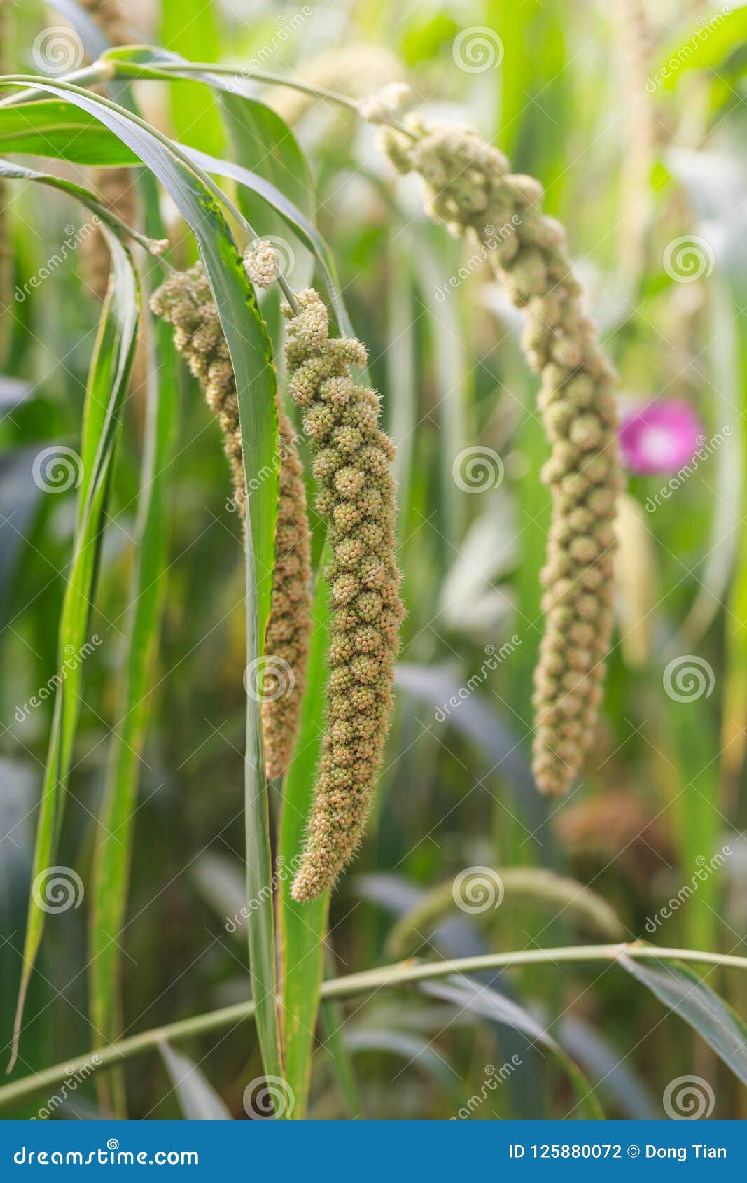 Millet Planted in the Fields Stock Photo Image of bristlegrass