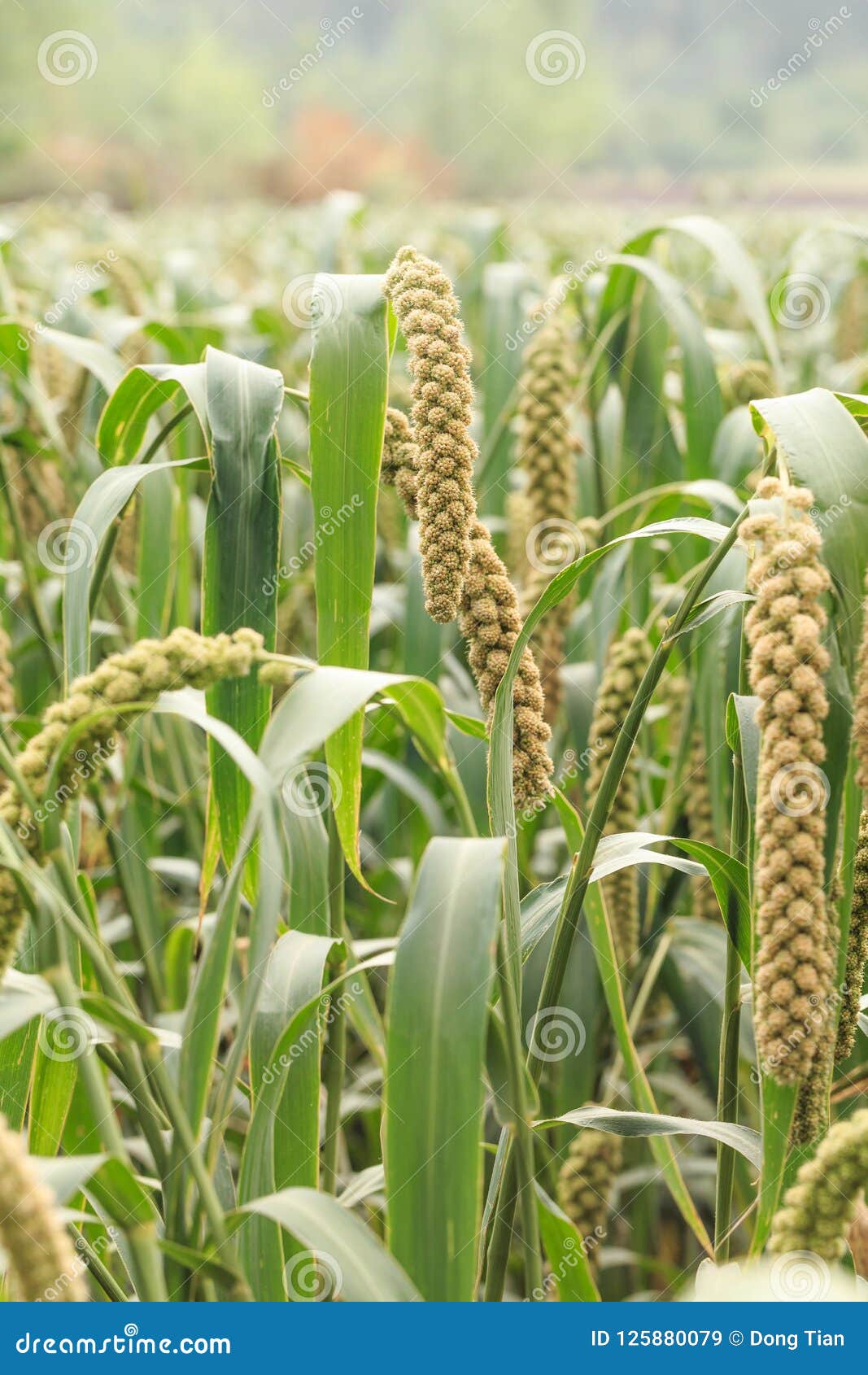 Millet Planted in the Fields Stock Image Image of carotene, harvest