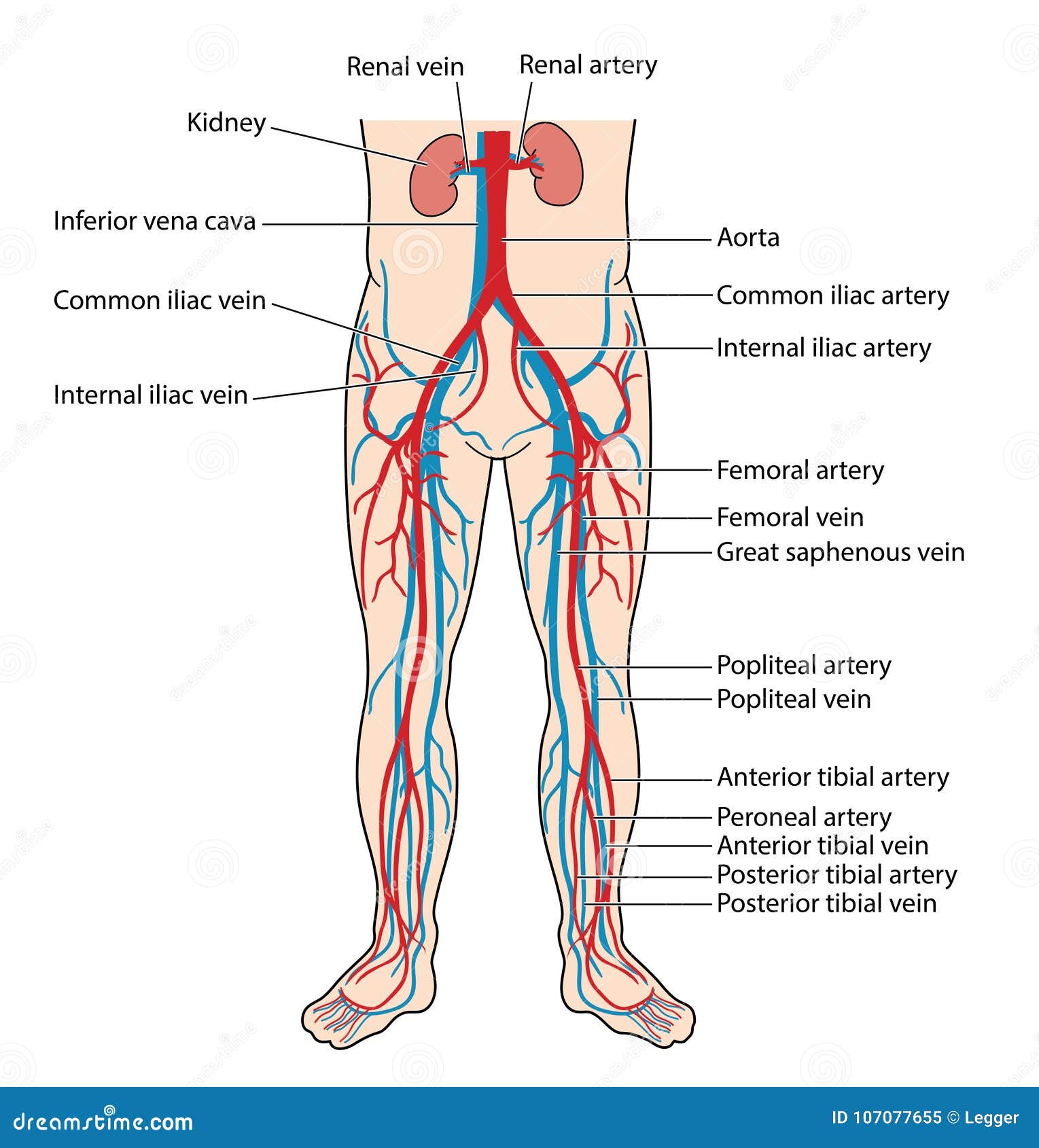 Blood Vessels Of The Lower Body Stock Vector - Illustration of body, aorta: 107077655