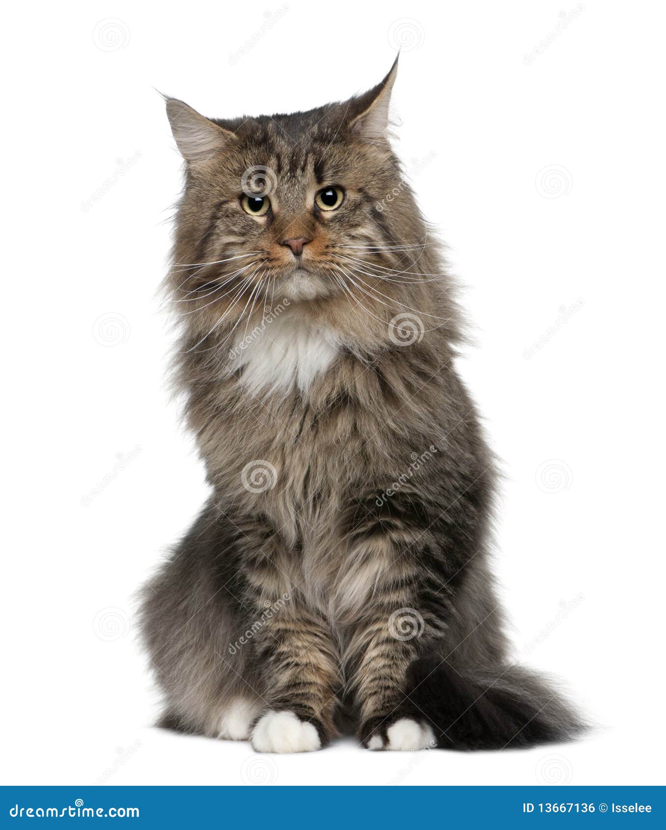 maine coon, 2 years old