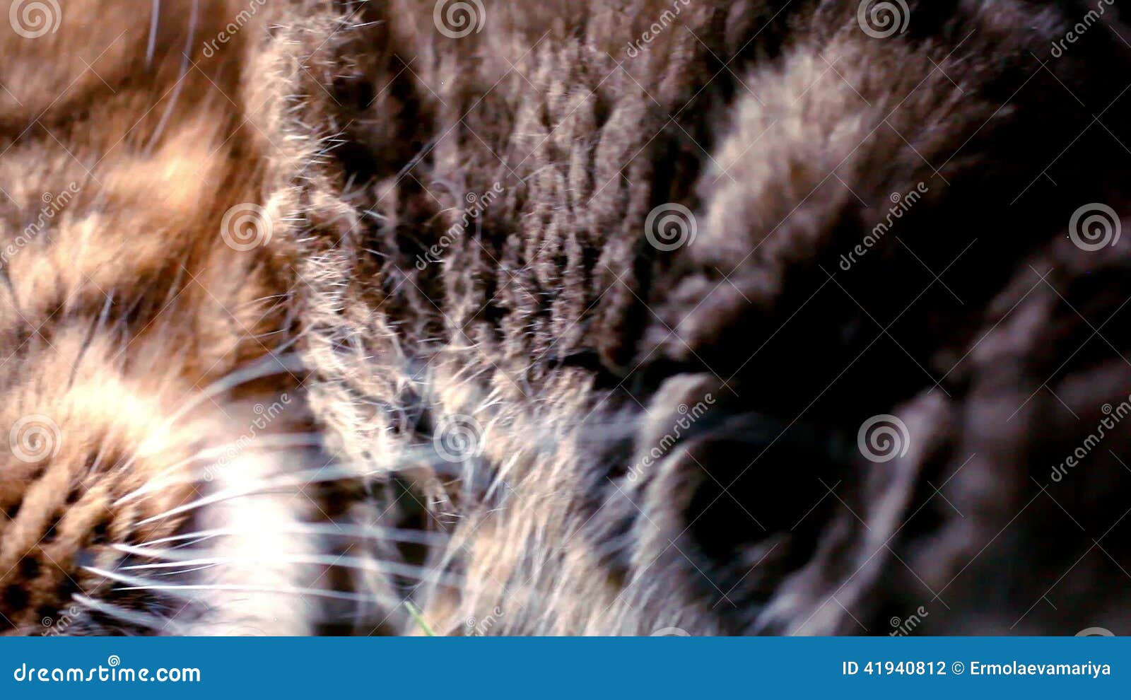 Maine Coon Black Tabby Cat with Green Eye on Stock Footage Video of