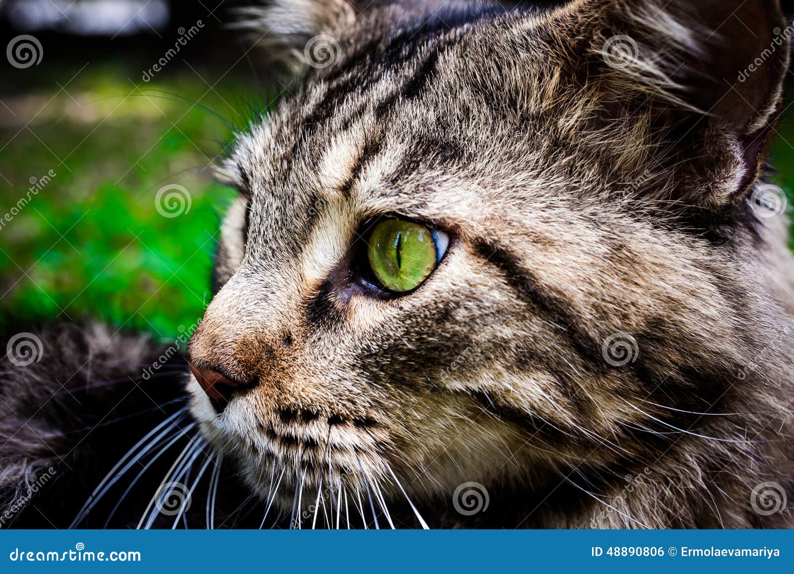 Maine Coon Black Tabby Cat with Green Eye Lying on Stock Photo Image