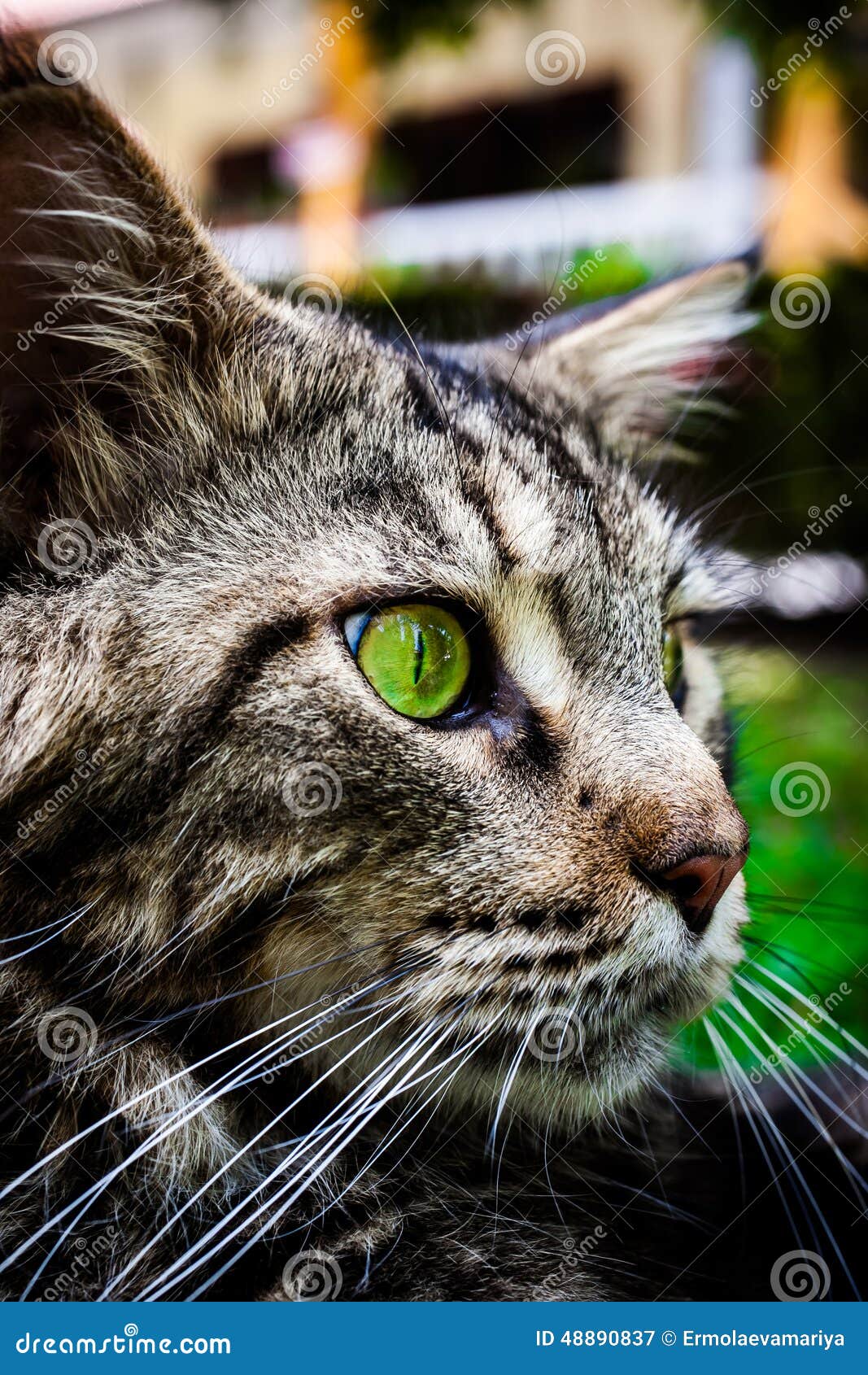 Maine Coon Black Tabby Cat with Green Eye Lying on Stock Image Image