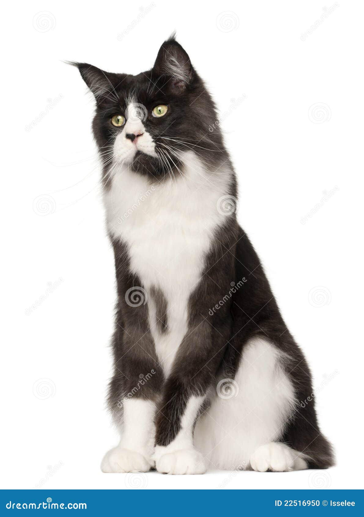 Maine Coon cat, 15 months old, sitting in front of white background