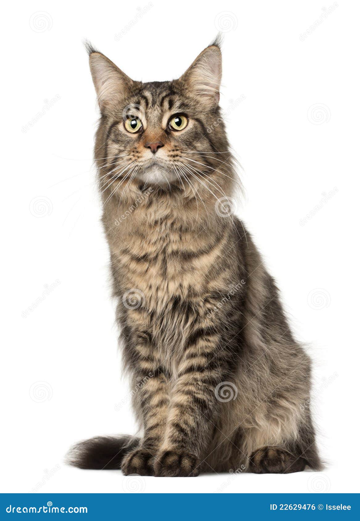 maine coon cat, 2 years old, sitting