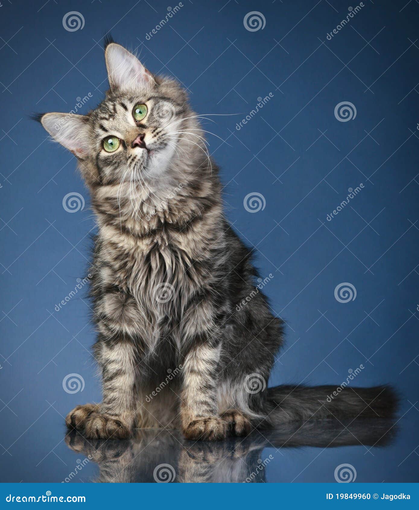 Maine Coon Cat 6 Months Stock Photo Image Of Stripes