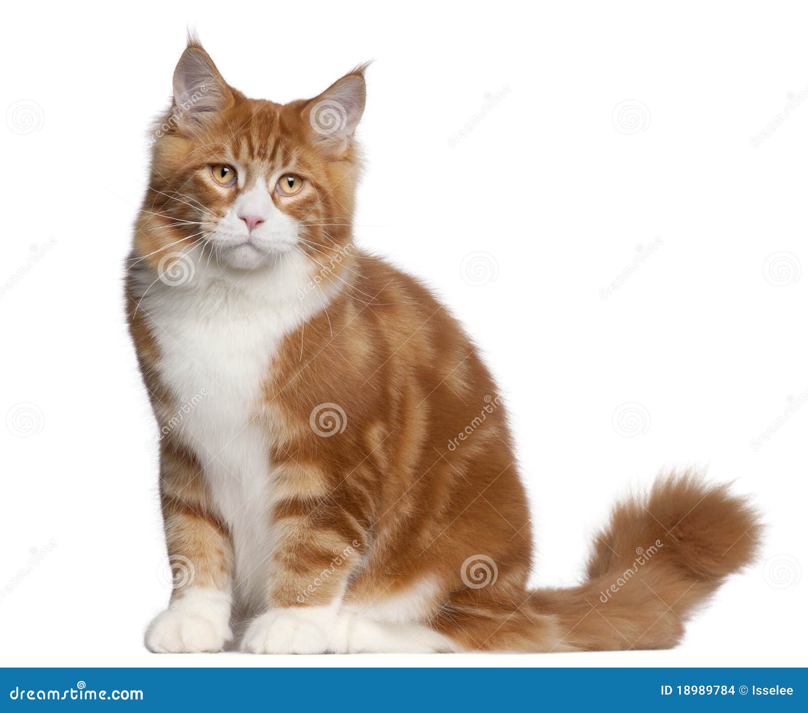 Maine Coon Cat, 6 Months Old, Sitting Stock Photo Image of front