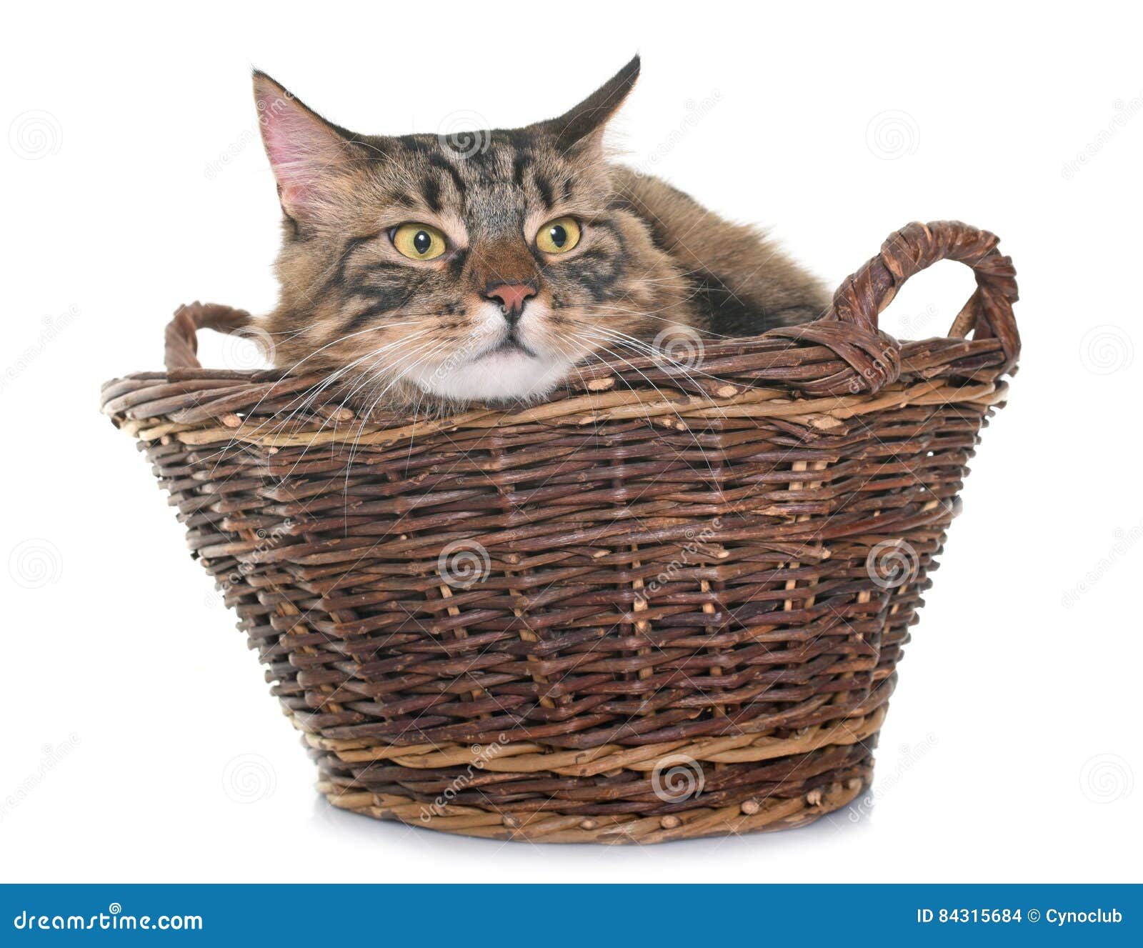 Maine coon cat in basket stock photo. Image of male, feline 84315684