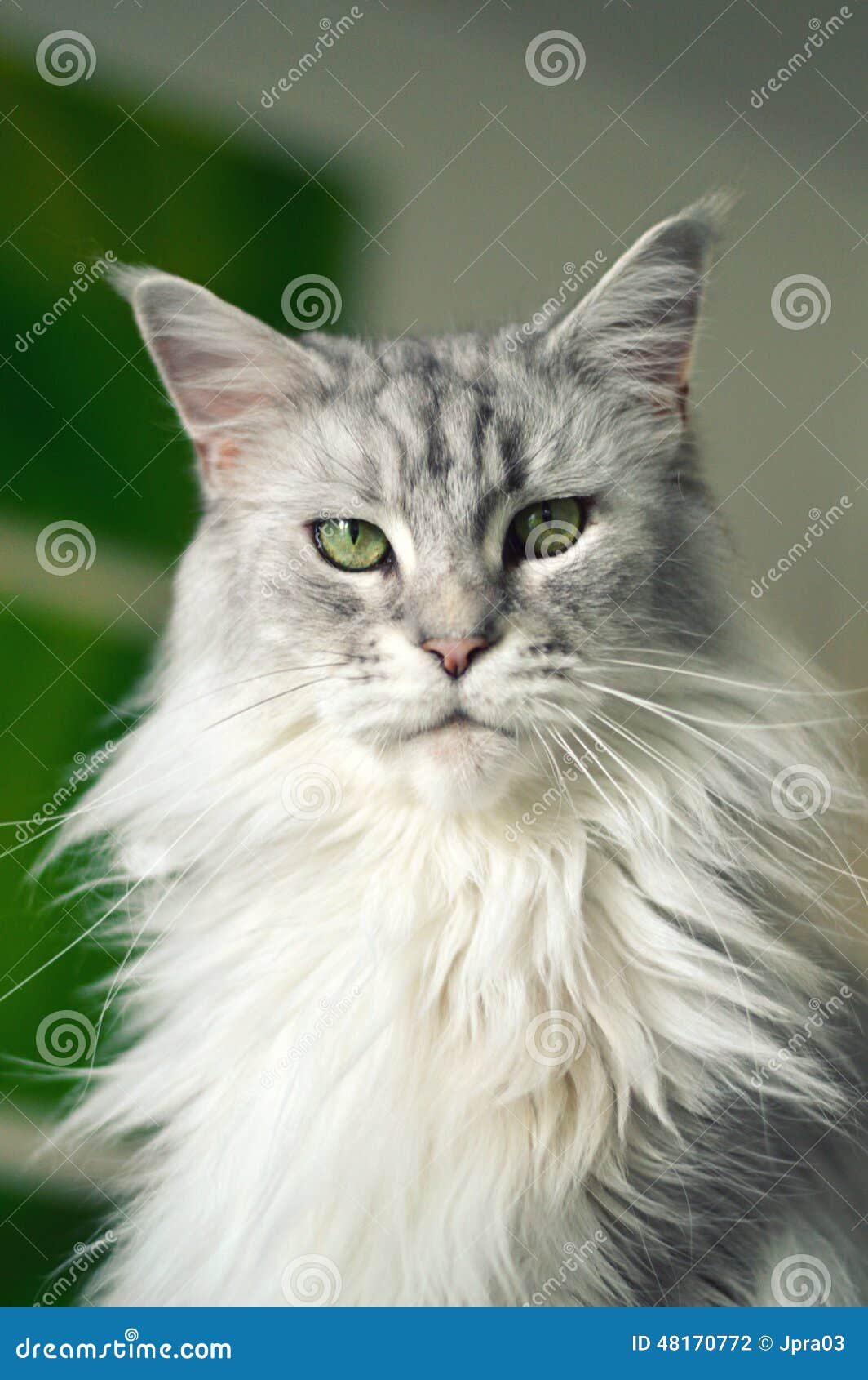 Maine coon cat stock photo. Image of stately, animals 48170772