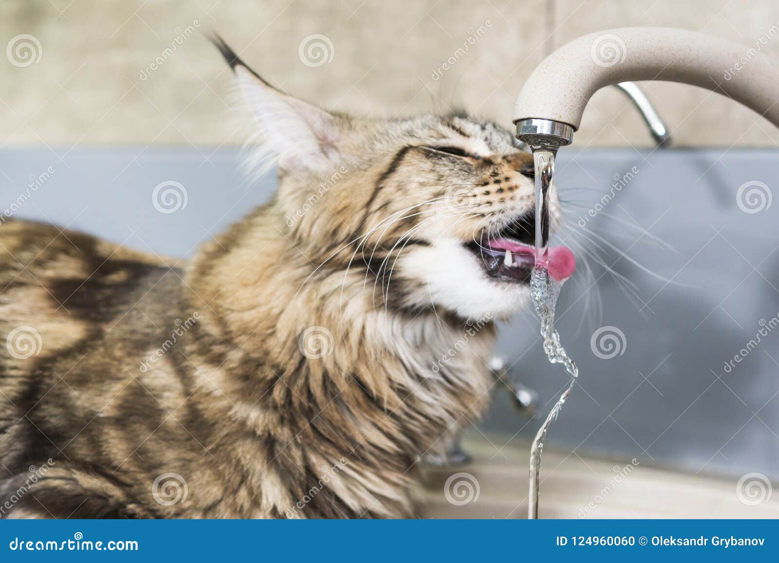 Cat Drinking Tap Water Stock Photo Image Of Nose Playing 124960060